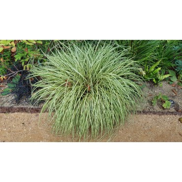 Carex oshimensis 'Evergold' / Laîche d’Oshima Evergold / Conteneur de 2 à 2.9 litres / Graminée