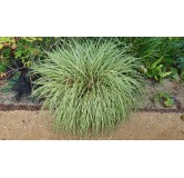 Carex oshimensis 'Evergold' / Laîche d’Oshima Evergold / Conteneur de 2 à 2.9 litres / Graminée