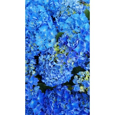 Hydrangea macrophylla 'Benelux (Bleu ou Rose)' / Hortensia 'Benelux (Bleu ou Rose)'