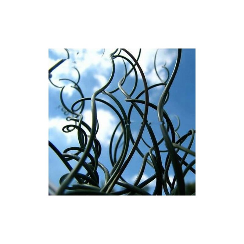 Plantes d'extérieur - juncus effusus spiralis - hauteur totale - 40-50 - pot 2 ltr