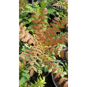 Mahonia x Media 'Winter Sun' / Mahonia hybride 'Winter Sun'