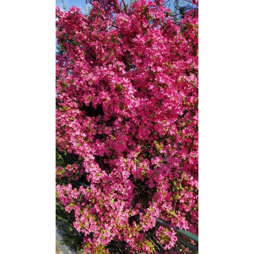 Malus COCCINELLAÂ® 'Courtarou'/ Pommier d'ornement COCCINELLAÂ® 'Courtarou'