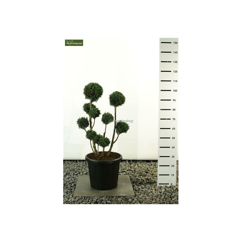 Plantes d'extérieur - chamaecyparis lawsoniana elwoodii multibol - hauteur totale 80-100 cm - pot 20 ltr