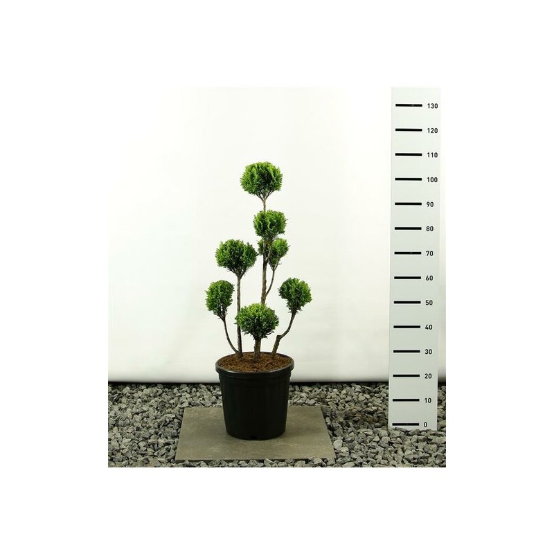 Plantes d'extérieur - chamaecyparis lawsoniana elwoods gold multibol - hauteur totale 80-100 cm - pot 20 ltr