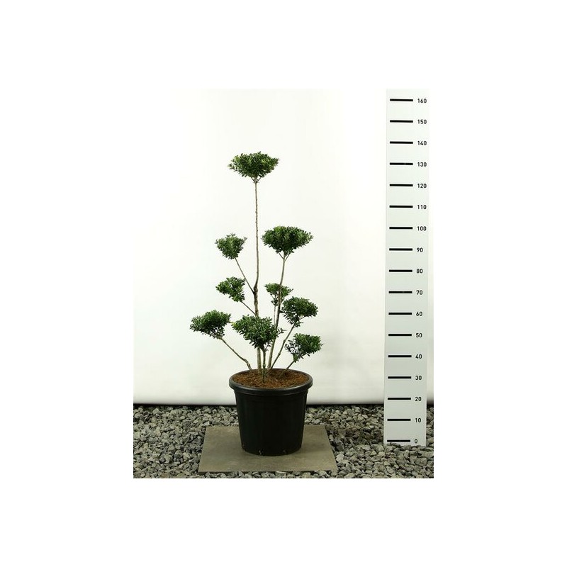 Plantes d'extérieur - ilex maximowicziana kanehirae multiplateau - hauteur totale 125-150 cm - pot 20 ltr