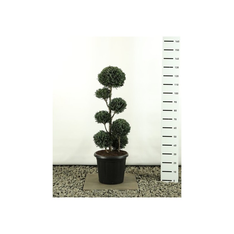Plantes d'extérieur - chamaecyparis lawsoniana columnaris multibol extra - hauteur totale 100-125 cm - pot 20 ltr