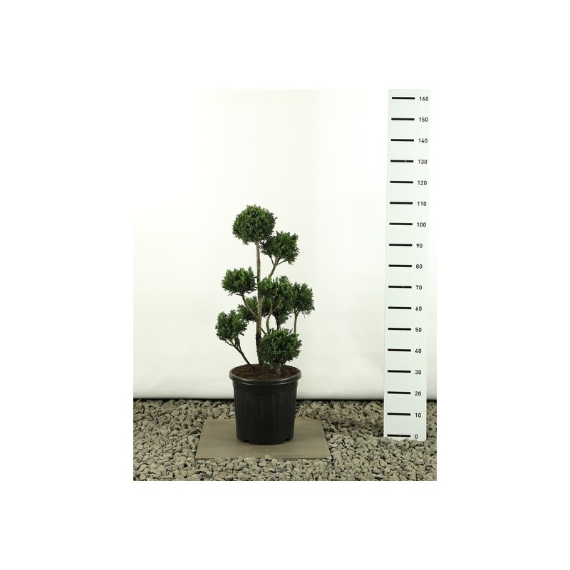 Plantes d'extérieur - chamaecyparis obtusa draht multibol - hauteur totale 80-100 cm - pot ø 18 cm