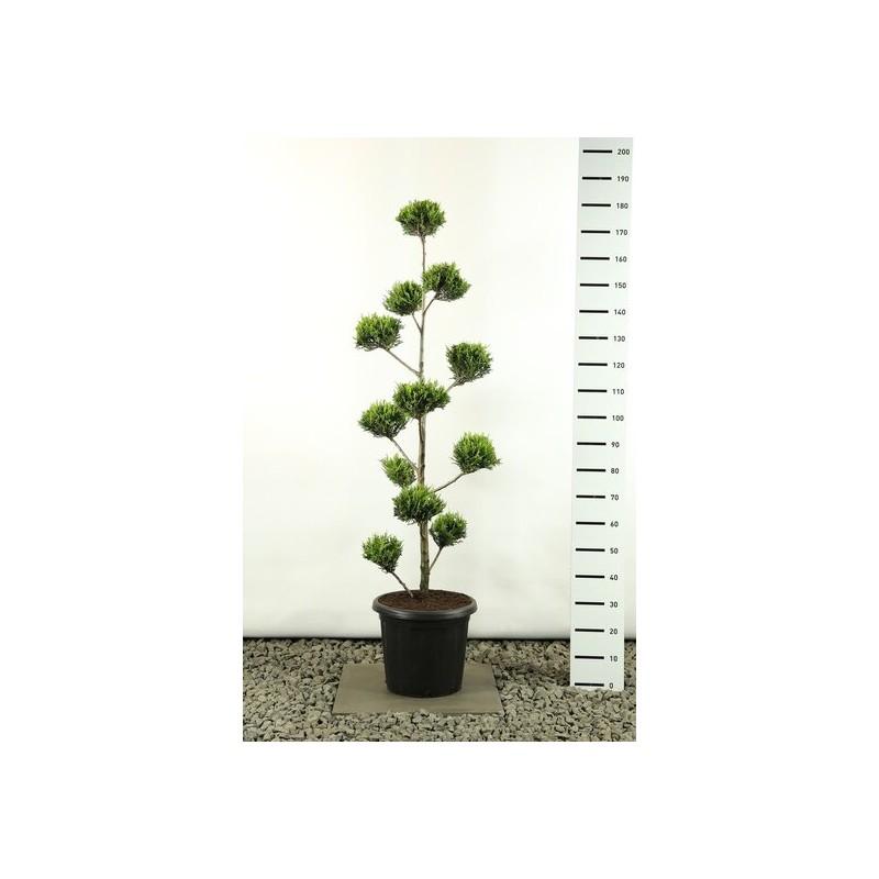 Plantes d'extérieur - cupressocyparis leylandii sp. castlewellan gold multibol - hauteur totale 125-150 cm - pot 20 ltr