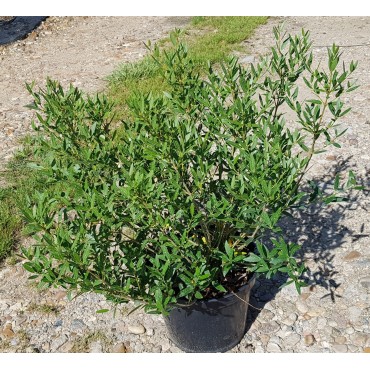 Phillyrea angustifolia / Filaire Ã  feuilles Ã©troites