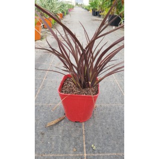 Phormium tenax 'Amazing Red' / Lin de Nouvelle-ZÃ©lande nain pourpre