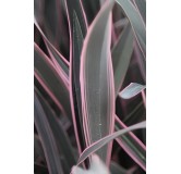 Phormium tenax 'Pink Stripe' / Lin de Nouvelle-ZÃ©lande nain colorÃ©
