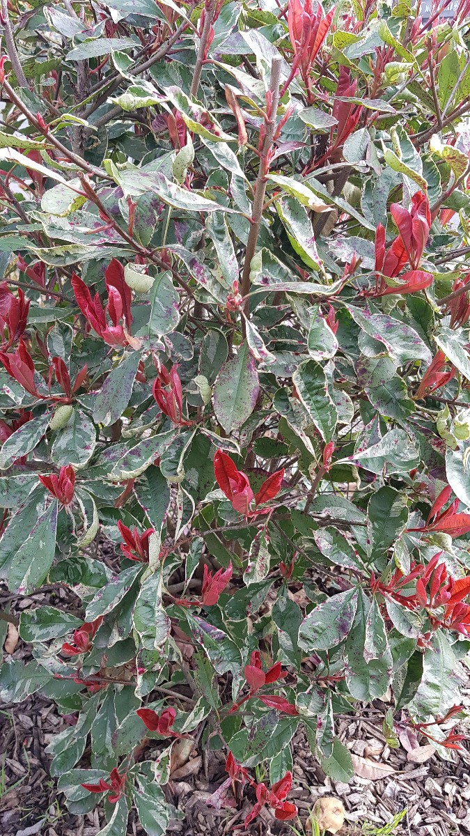 Photinia x fraseri LOUISE 'McLarlou'/ Photinia de Fraser panach  LOUISE 'McLarlou'