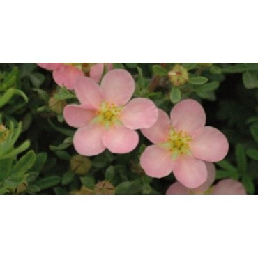 Potentilla fruticosa 'Pink Queen' / Potentille arbustive rose clair