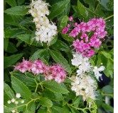 Spiraea japonica 'Shirobana' / SpirÃ©e japonaise naine rose et blanche