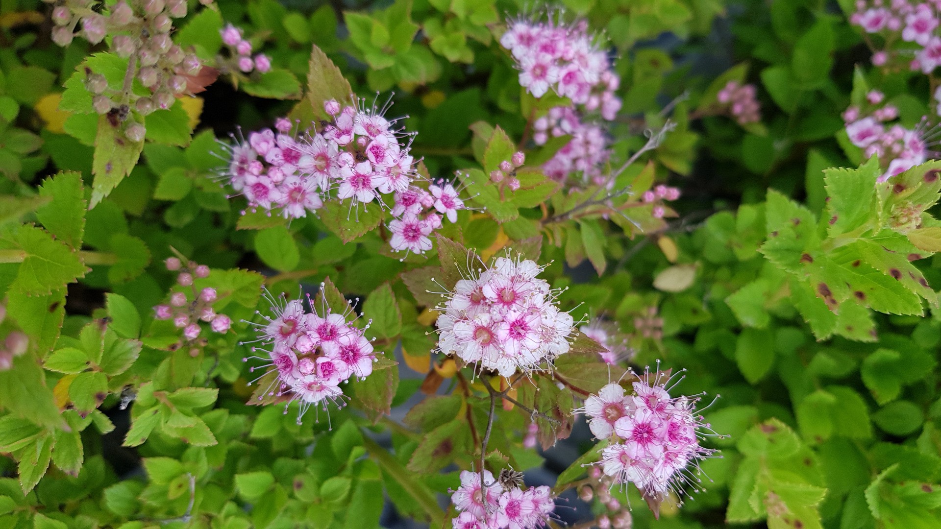 Spirée Japonaise 'Golden Princess' - Arbuste Nain à Fleurs Roses Et Feuillage Doré - Conteneur 3-4 Litres - Plante Jardin Extérieur