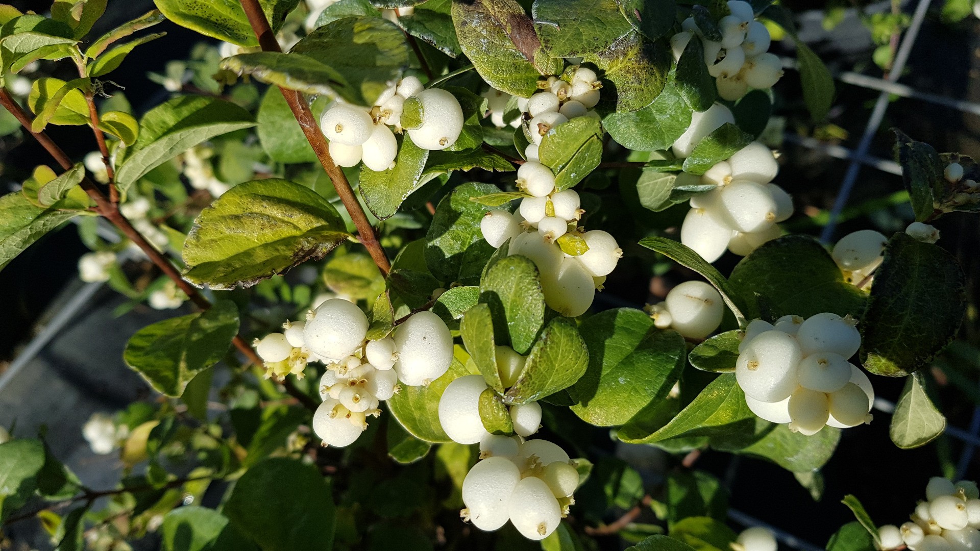 SYMPHORICARPOS doorenbosii White Hedge / SYMPHORINE WHITE HEDGE