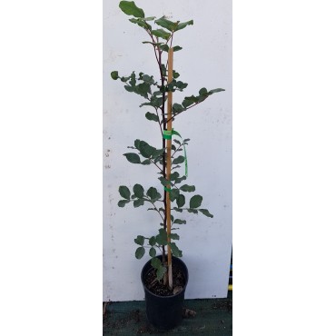 Ceratonia siliqua (Semis) / Caroubier