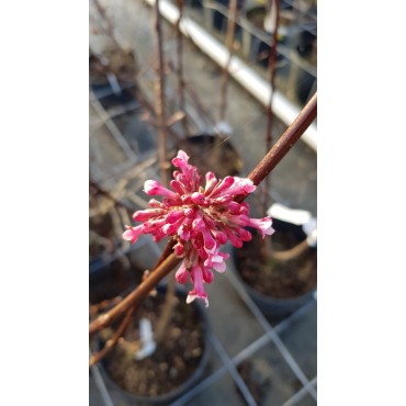 Viburnum x bodentense 'Dawn' / Viorne de Bodnant