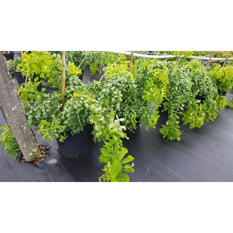 Robinia pseudoacacia Twisty Baby® 'Lace Lady' / Acacia nain tortueux Faux acacia nain tortueux Robinia pseudoacacia Twisty Baby® 'Lace Lady' / Acacia nain tortueux Faux acacia nain tortueux