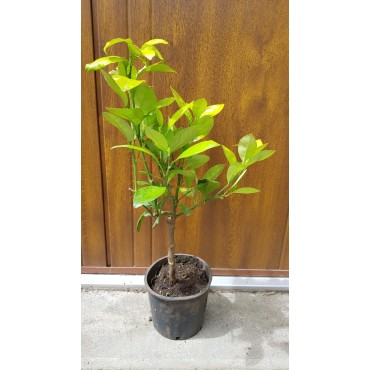 Citrus paradisi greffÃ© sur Volkameriana / Pomelos jaune