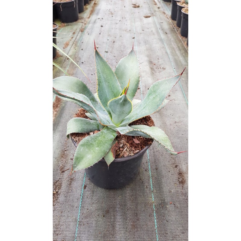 Agave maximiliana Agave maximiliana