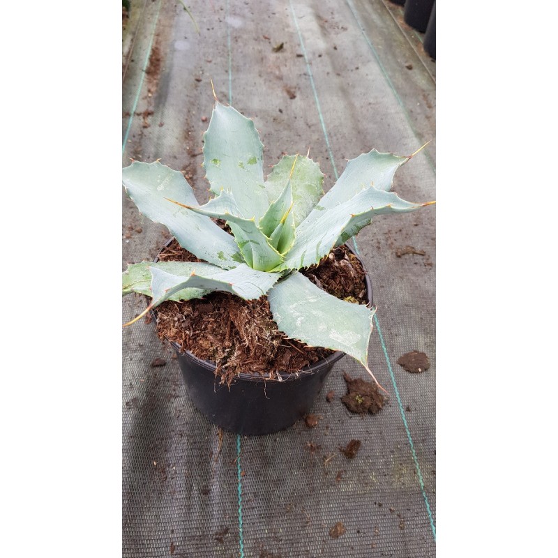 Agave potatorum f. verschaffeltii