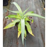 Agave vilmoriana 'Octopus arm' / Agave pieuvre