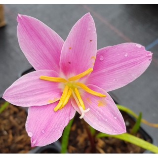 Zephyranthe grandiflora 'Rosea' / Lys zÃ©phyr rose