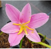 Zephyranthe grandiflora 'Rosea' / Lys zÃ©phyr rose