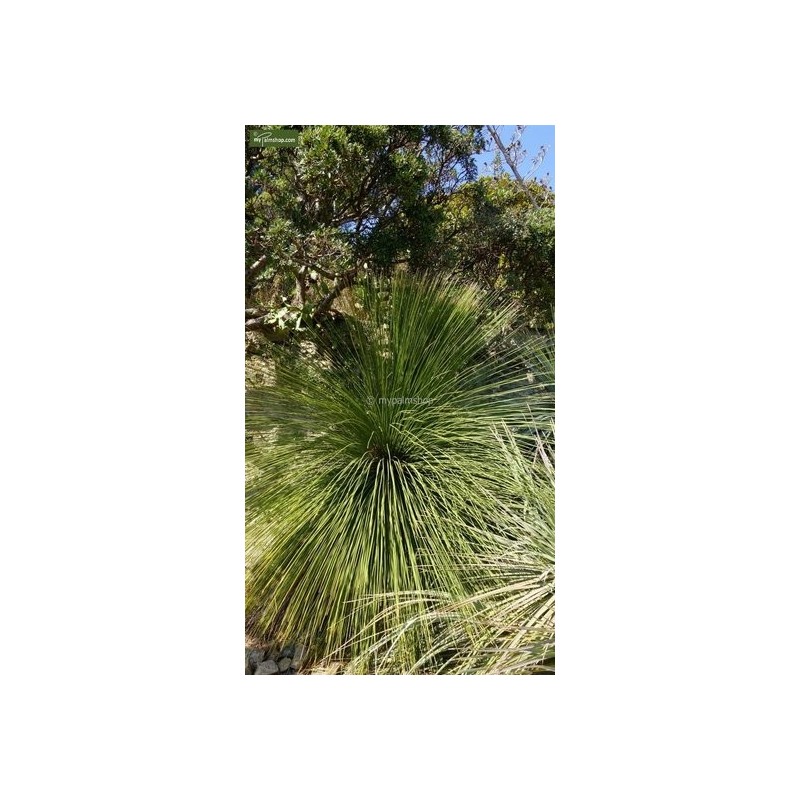 Plantes d'extérieur - dasylirion longissimum - hauteur totale 80-100 cm - pot ø 32 cm
