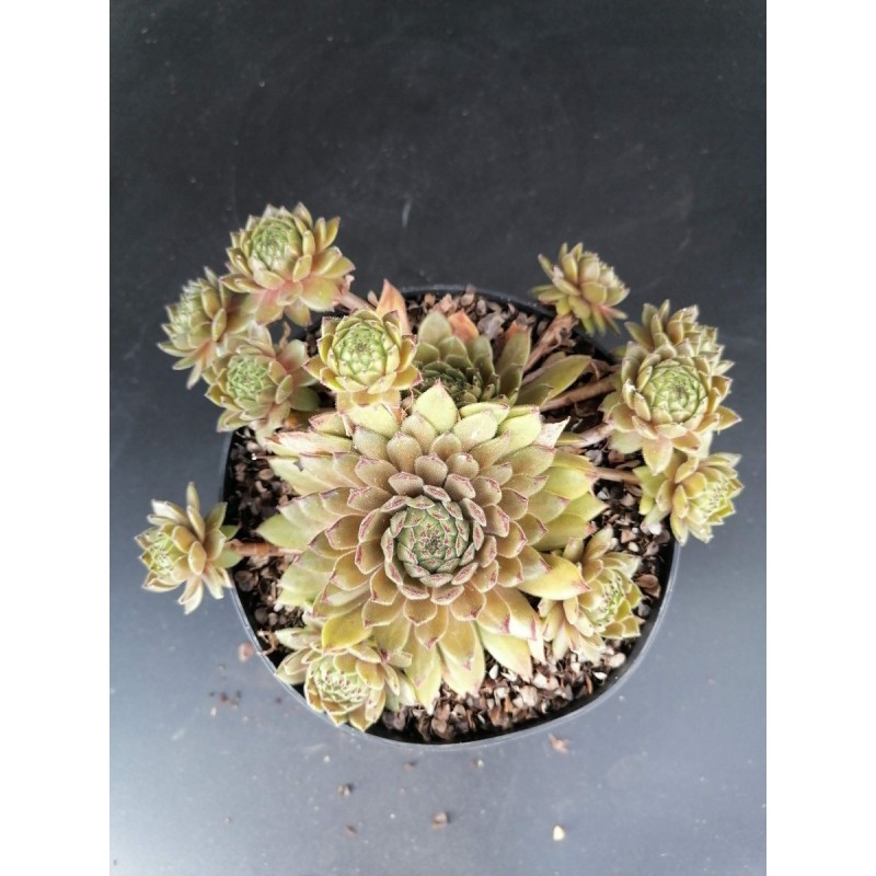 Sempervivum 'Bronco' / Joubarbe verte bronze bordées de pourpres Sempervivum 'Bronco' / Joubarbe verte bronze bordées de pourpres