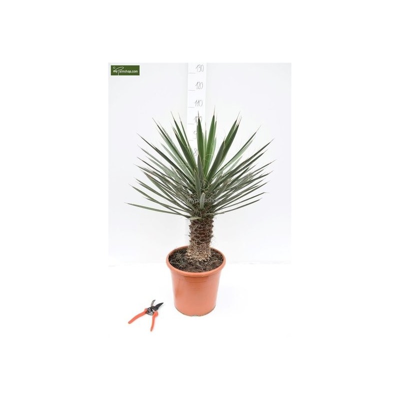 Plantes d'intérieur - yucca filifera - hauteur totale 50-70 cm - pot ø 23 cm