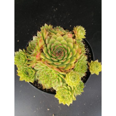 Sempervivum calcareum 'Red Tip' / Joubarbe Ã  pointes rouge