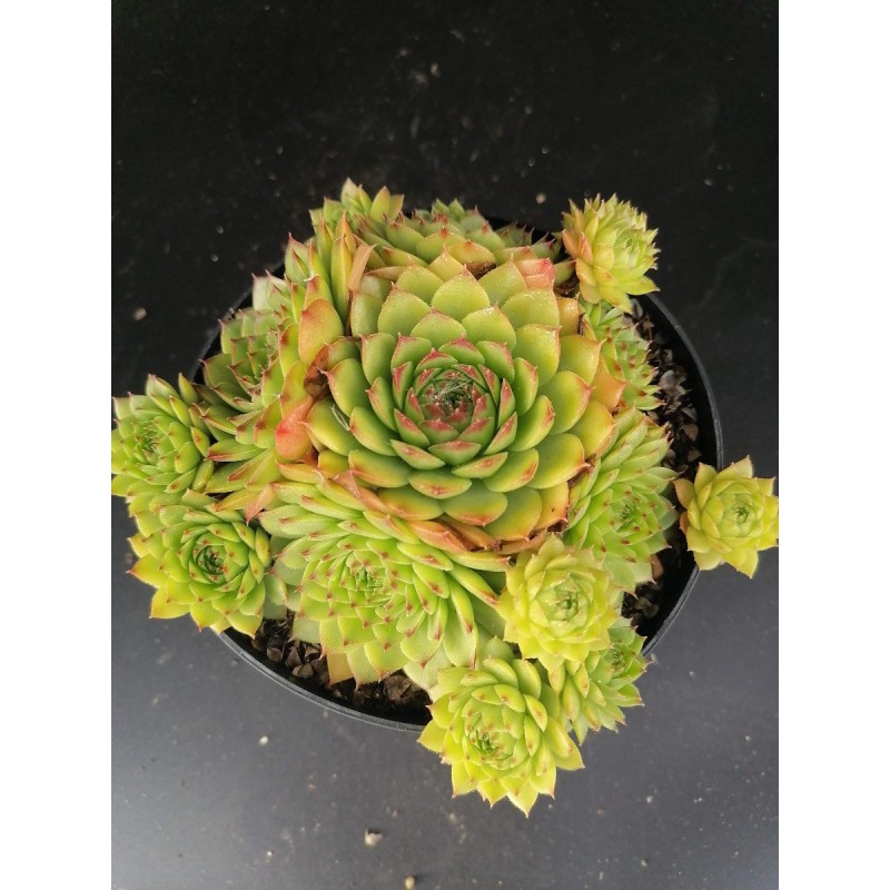 Sempervivum calcareum 'Red Tip' / Joubarbe à pointes rouge Sempervivum calcareum 'Red Tip' / Joubarbe à pointes rouge