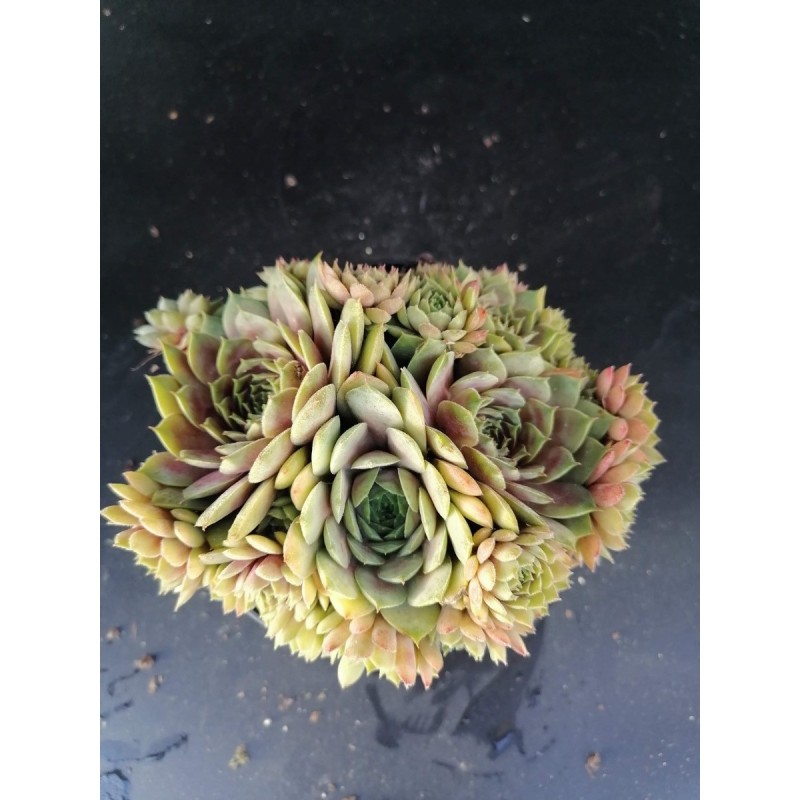 Sempervivum 'Smaragd' Sempervivum 'Smaragd'