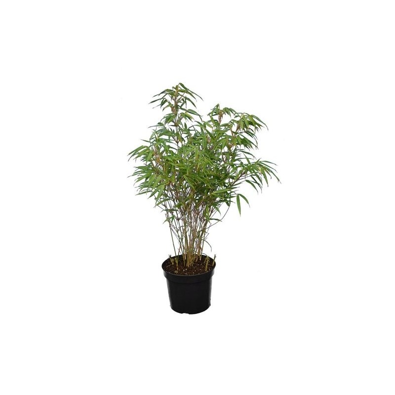 Plantes d'extérieur - fargesia rufa - hauteur totale 60+ cm - pot 5 ltr