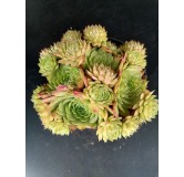 Sempervivum 'Gay Kester'