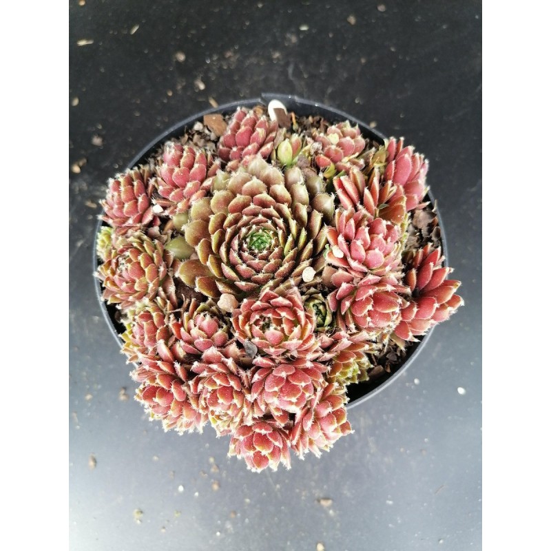 Sempervivum x silberkarneol / Joubarbe rouge Sempervivum x silberkarneol / Joubarbe rouge