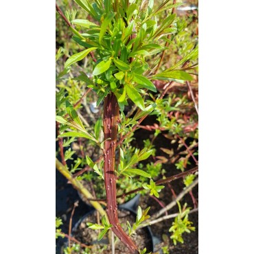 Salix udensis 'Sekka' / Saule Ã  bois plat de Sakhaline