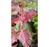 Acer x conspicuum 'Red Flamingo' / Ã‰rable Ã  peau de serpent