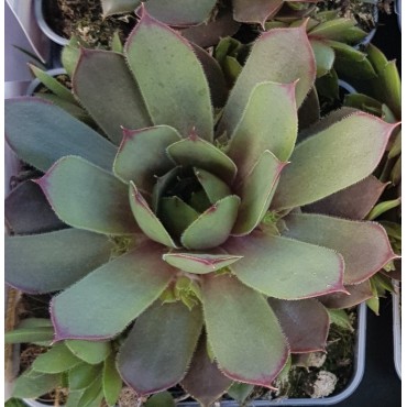 Sempervivum chick charms Â® 'Plum parfait' / Joubarbe Ã  rosette couleur prune