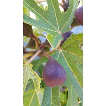 Ficus carica FIGALITYÂ® 'Little Miss Figgy' / Figuier nain Ã  fruit noir