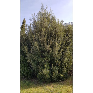 Quercus Ilex (semis) / ChÃªne vert