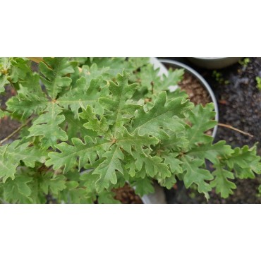 Quercus toza / ChÃªne tauzin