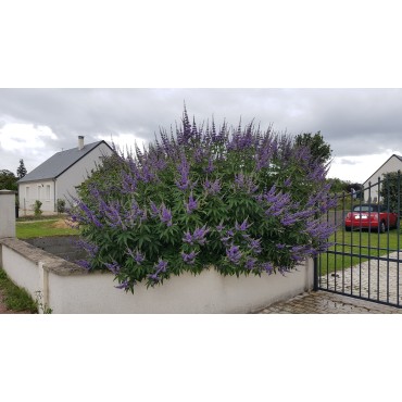 Vitex agnus-cactus 'Latifolia' / Arbre au poivre