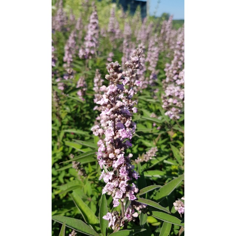 Vitex agnus-cactus PINK PINNACLEÂ® 'V07-SC-OP-4' / Arbre au poivre compact Ã  fleurs roses