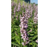 Vitex agnus-cactus PINK PINNACLEÂ® 'V07-SC-OP-4' / Arbre au poivre compact Ã  fleurs roses