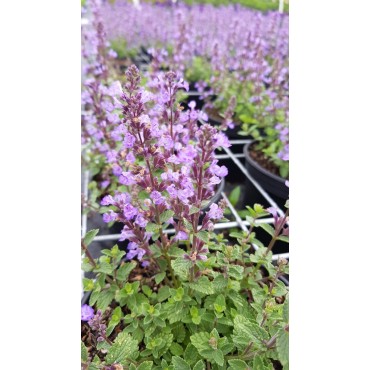 Nepeta x faassenii 'Purrsian Blue'® / Menthe aux chats / Conteneur de 3 à 4 litres
