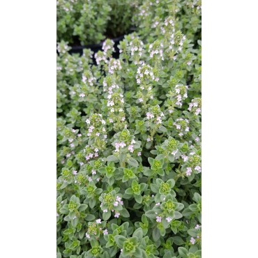 Thymus x citriodorus / Thym citron / Conteneur de 2 à 2.9 litres / Aromatique