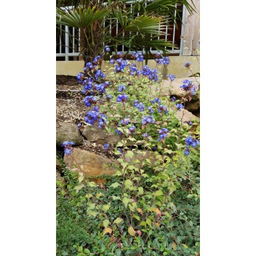 Ceratostigma willmottianum / Plumbago de Willmott